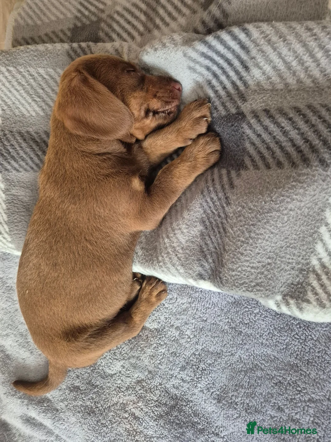 Dachshund dogs for sale: Dachshund  - Advert 1