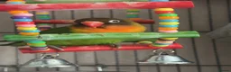 Lovebirds birds for sale: Bonded pair of lovebirds for sale - Advert 4