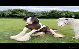 Irish Cob horses for sale: 2 year old 12hh cob - Image 1