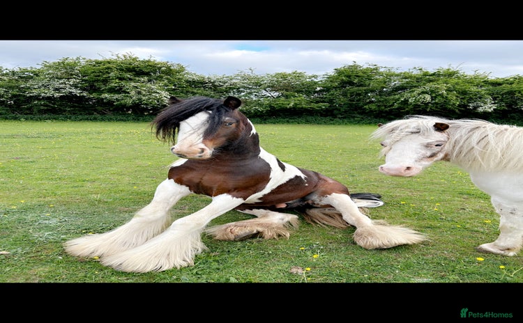 Irish Cob horses - Advert 2