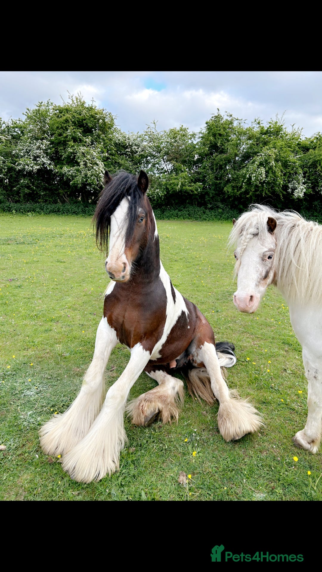 Irish Cob horses for sale: 2 year old 12hh cob - Image 1