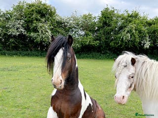 Irish Cob horses 2 year old cob - Advert 18