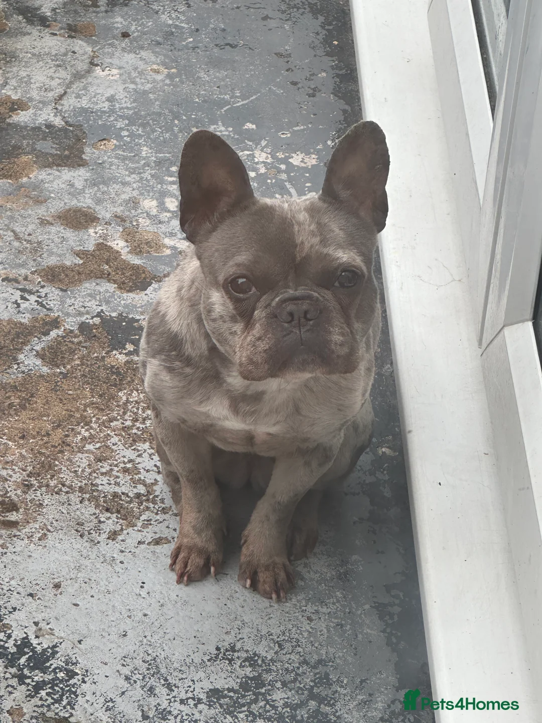 French Bulldog dogs for sale: French bulldog  - Advert 1