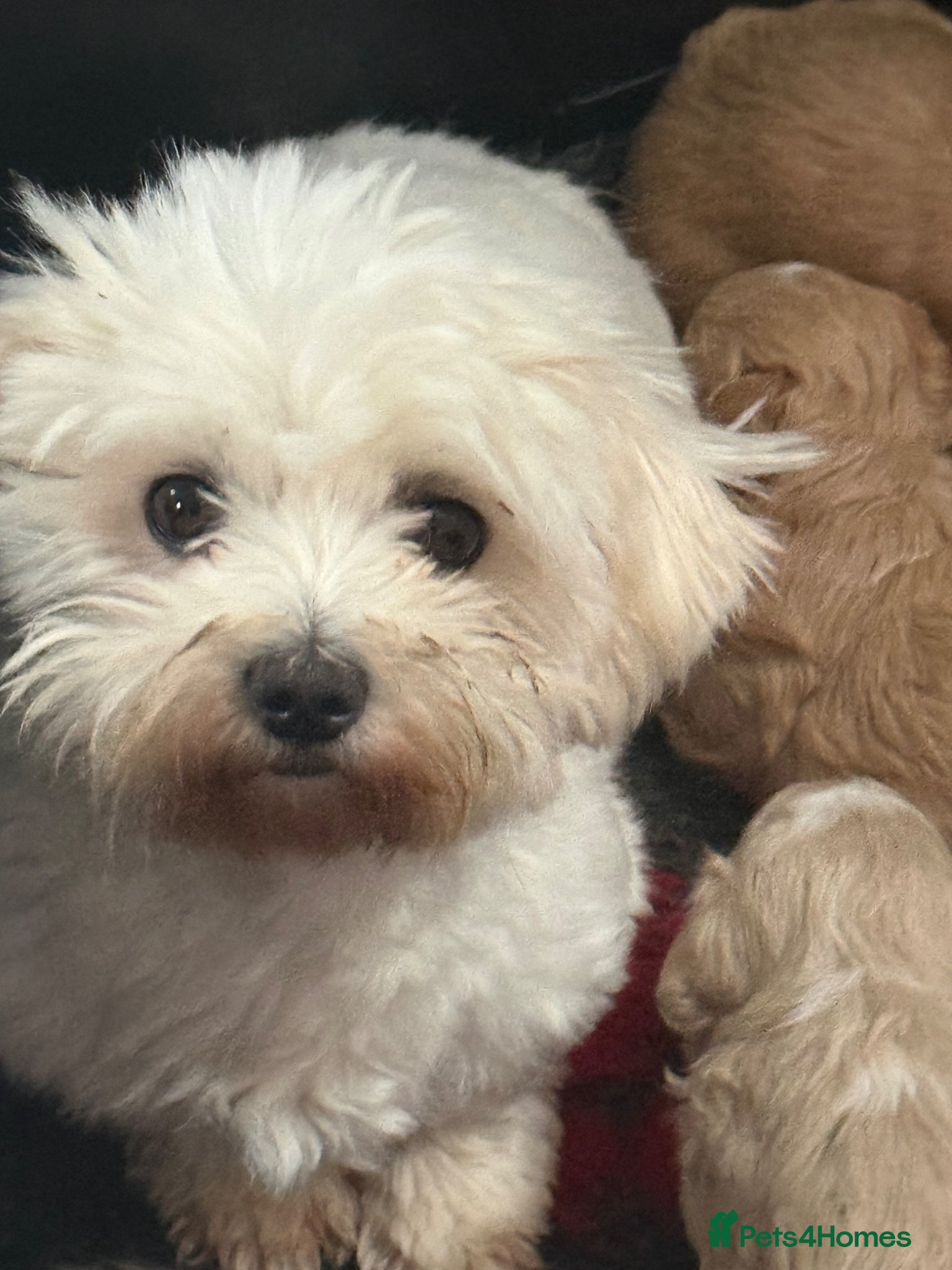 Maltipoo dogs Stunning Maltipoo’s - Advert 2