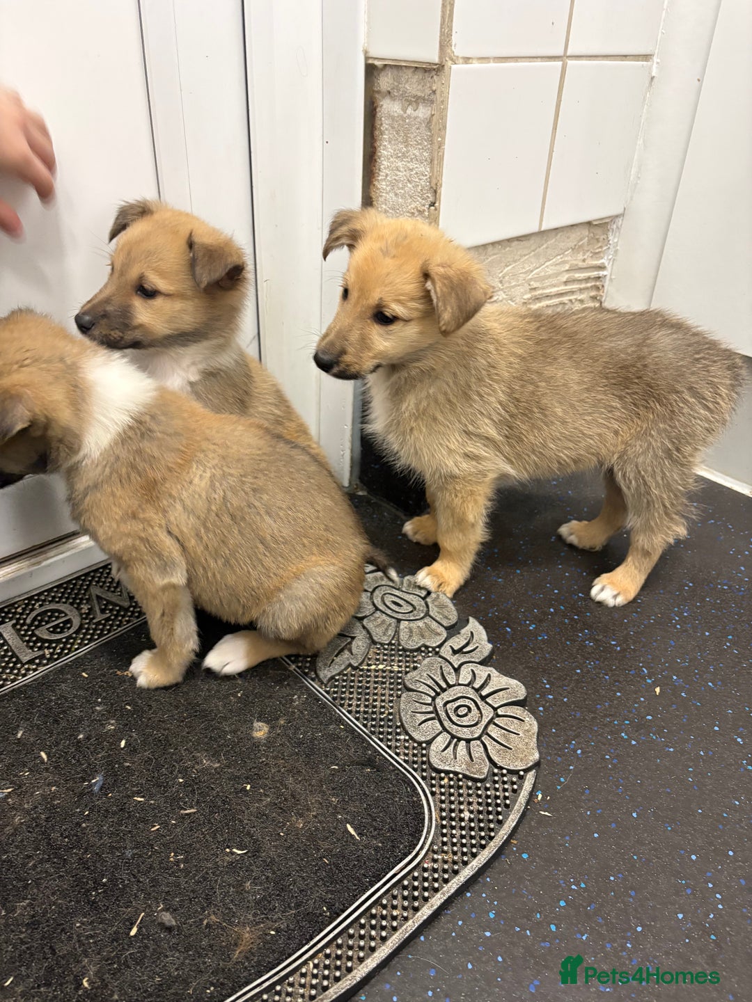 Mixed Breed dogs for sale:  German Shepherd x collie puppies for sale         - Image 4