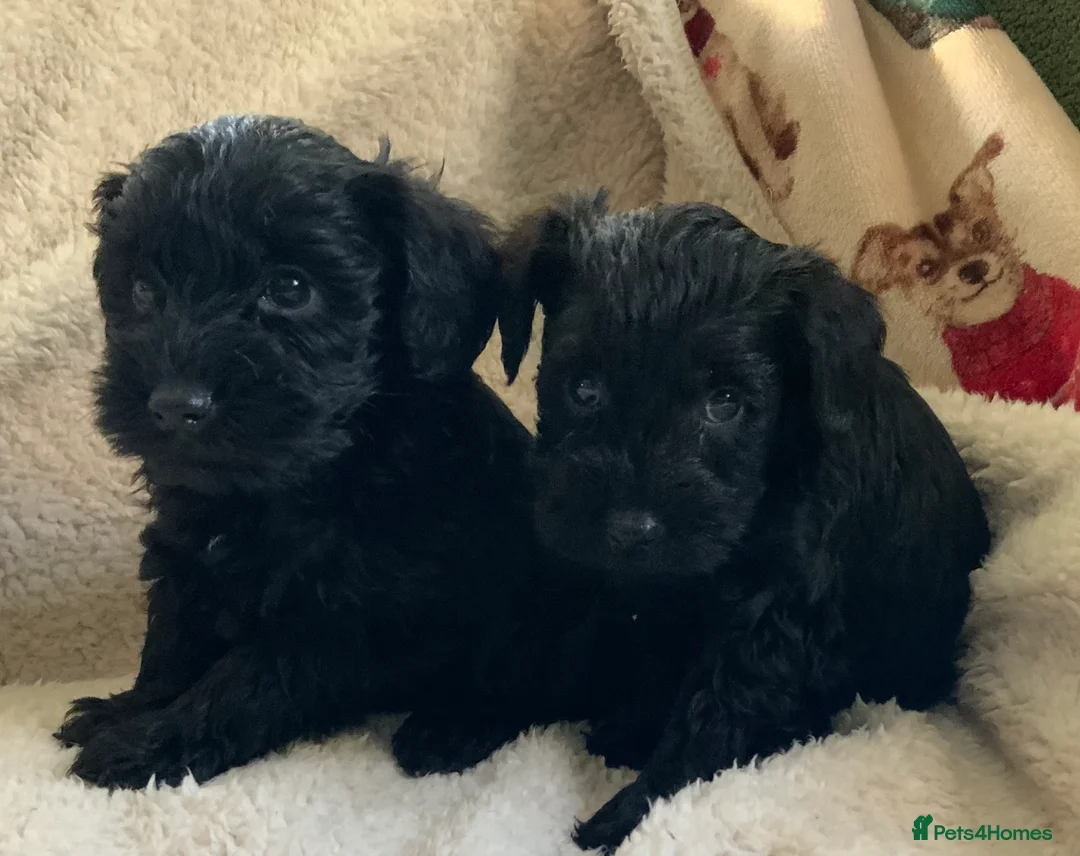 Schnoodle dogs for sale: Stunning miniature Schnoodle puppies - Advert 1