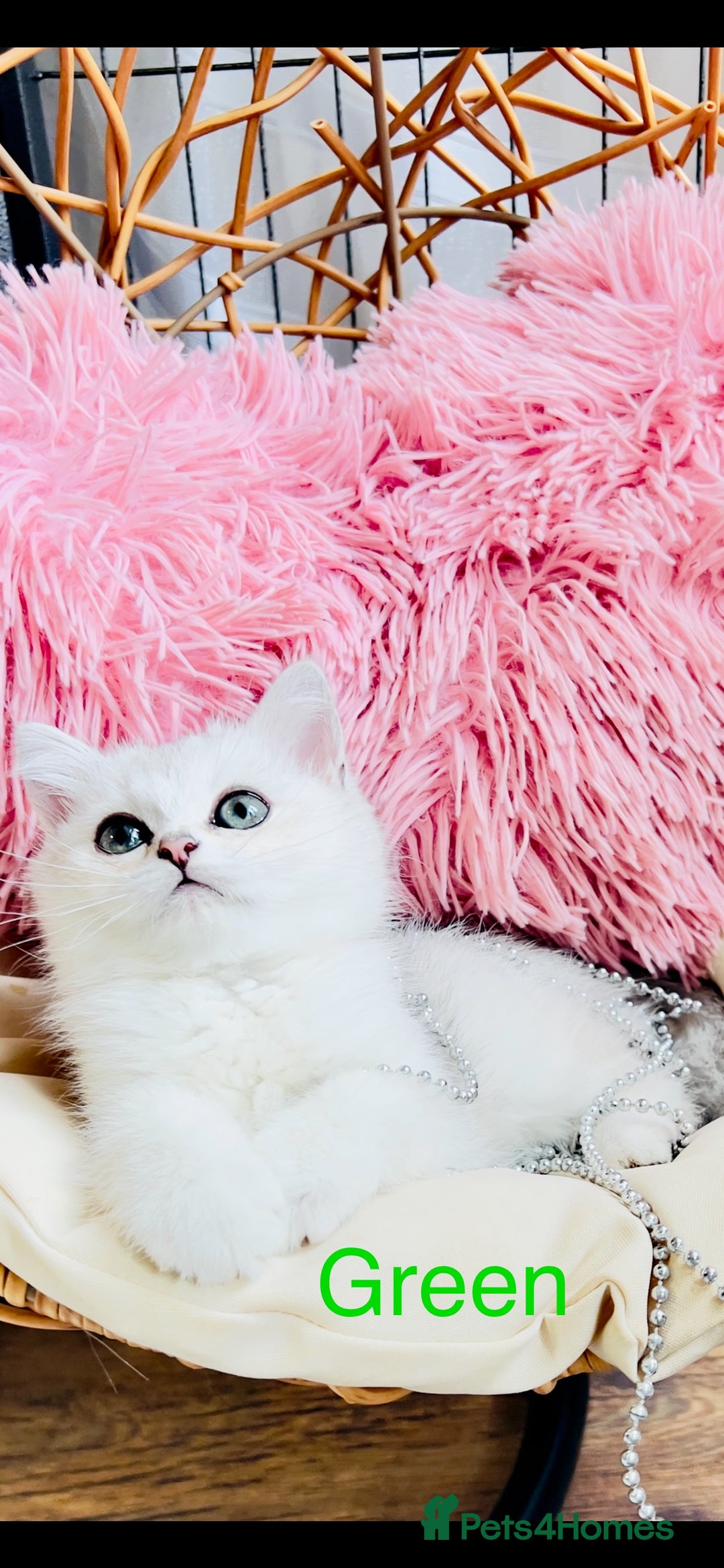 Scottish Fold cats for sale: 💞Beautiful Scottish Fold and Straight kittens🐾 - Image 9