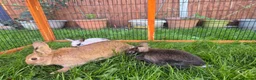 Mixed Breed rabbits for sale: Rabbits for sale  - Advert 2