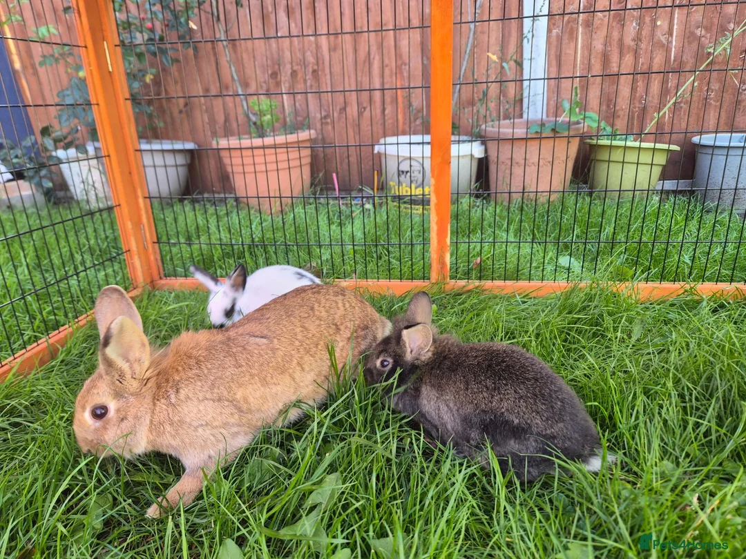 Mixed Breed rabbits for sale: Rabbits for sale  - Advert 2