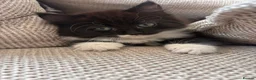 Maine Coon cats for sale: Maine Coon Cross Kittens - Advert 14