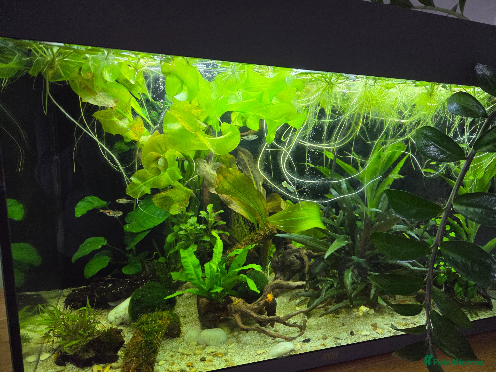 Other/Mixed Breed fish Full tank set up - Advert 1