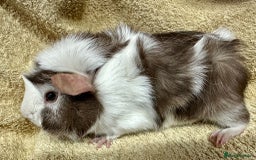 Guinea Pig rodents for sale: Various Gorgeous Guinea Pigs Available - Advert 11