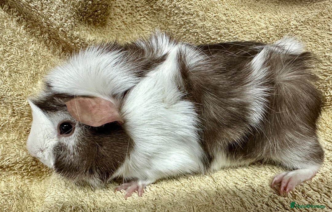 Guinea Pig rodents for sale: Various Gorgeous Guinea Pigs Available - Advert 11