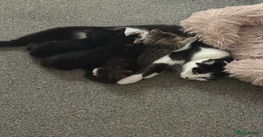 British Shorthair cats - Advert 2