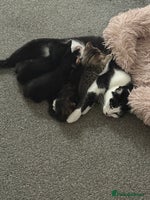 British Shorthair cats - Advert 2