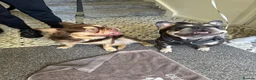 French Bulldog dogs for stud: RFG 0 & FBCE - Koda Bear - Full Fluffy Rojo & Tan - Advert 4
