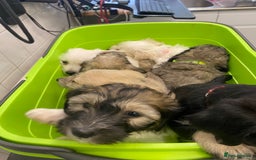 Mixed Breed dogs for sale: Doxie - chon puppies for sale - Image 38