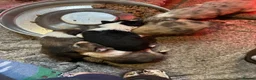 Border Collie dogs for sale: Beautiful border collie puppies - Advert 2