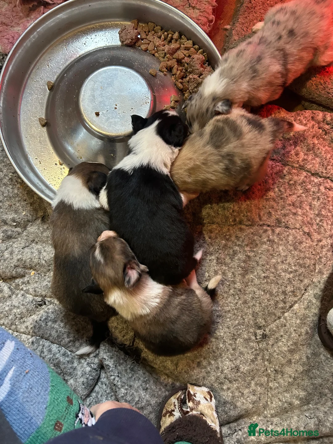 Border Collie dogs for sale: Beautiful border collie puppies - Advert 2