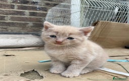 Mixed Breed cats for sale: Kittens for sale  - Image 34