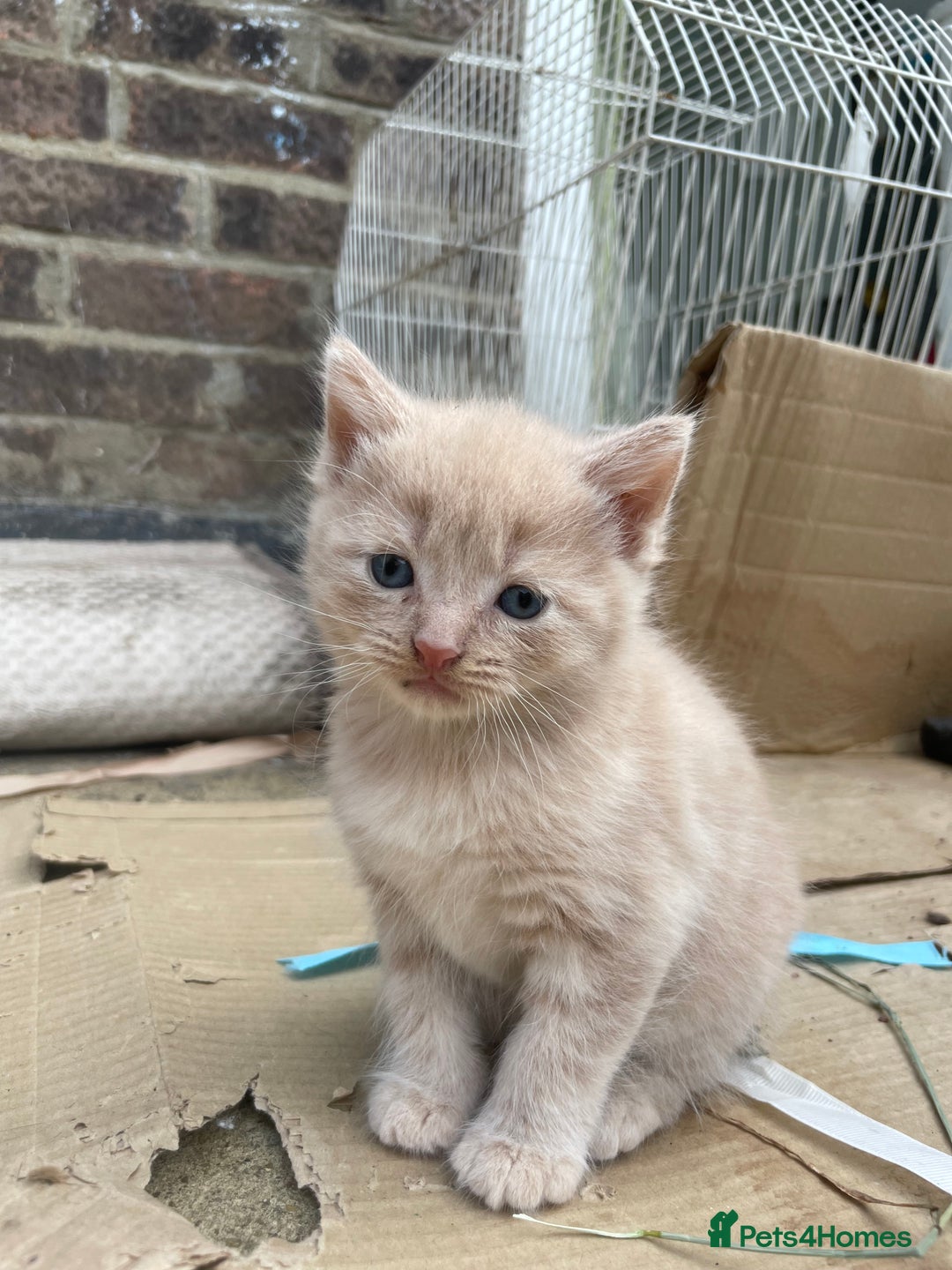 Mixed Breed cats for sale: Kittens for sale  - Image 34