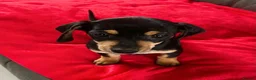 Dachshund dogs for sale:  DASCHUNDS ALL REHOMED - Advert 5