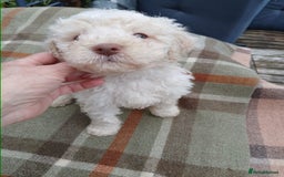 Lagotto Romagnolo dogs for sale: Pedigree Kennel Club Registered Lagotto Romagnolo - Image 5