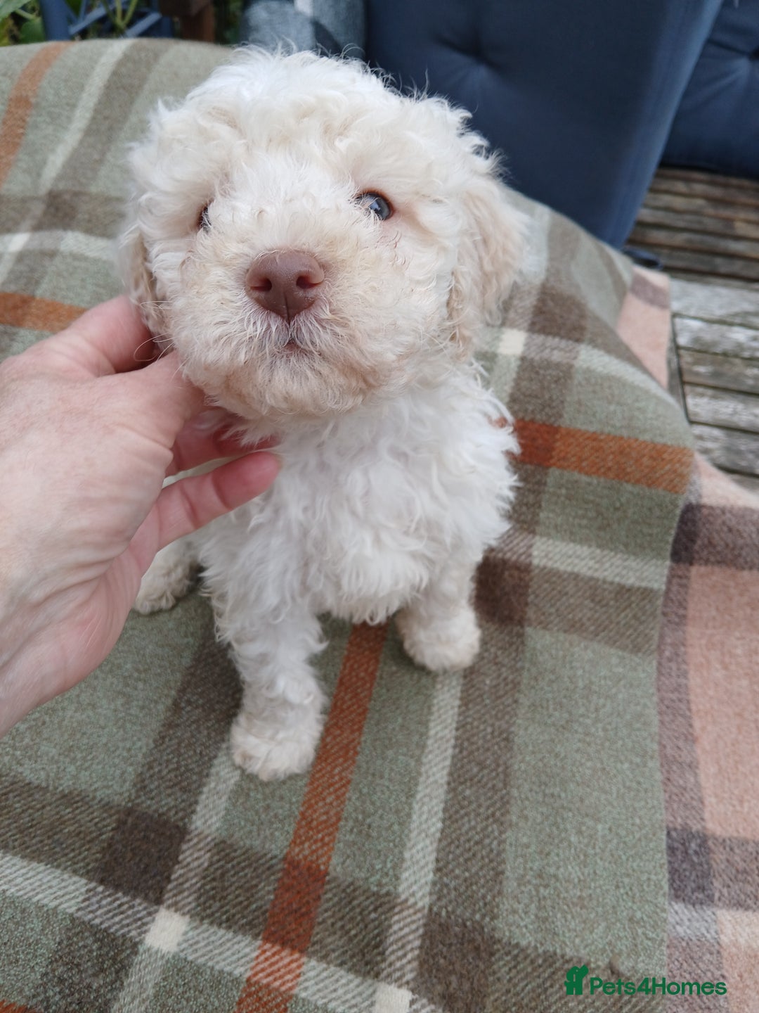 Lagotto Romagnolo dogs for sale: Pedigree Kennel Club Registered Lagotto Romagnolo - Image 5