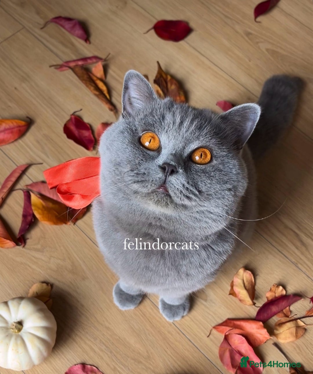 British Shorthair cats for sale: ✨Top quality lilac British shorthair✨ - Image 9
