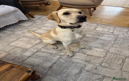 Labrador Retriever dogs for sale: Labrador retriever  - Advert 2