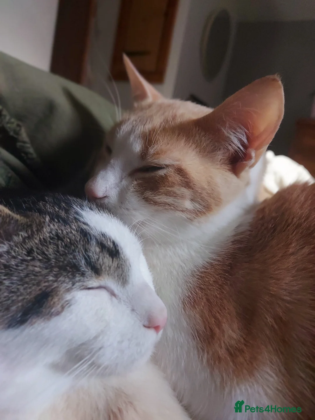 Mixed Breed cats for sale: 2 male 6-Month-Old Kittens – Must Go Together  - Advert 1