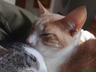 Mixed Breed cats 2 male 6-Month-Old Kittens – Must Go Together - Advert 4