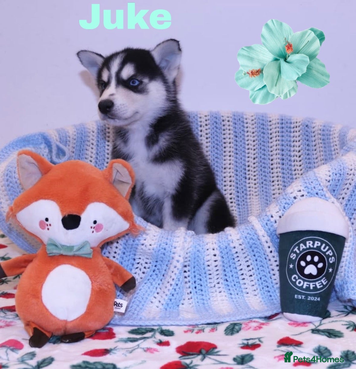 Siberian Husky dogs for sale: Pedigree Siberian Husky Puppies  - Advert 11