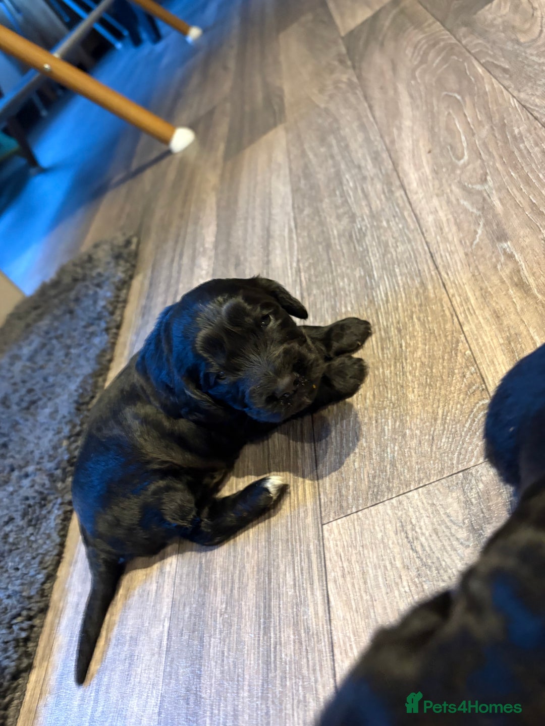 Cocker Spaniel dogs for sale: Beautiful show/working cocker spaniels 🐶🐾 - Advert 14