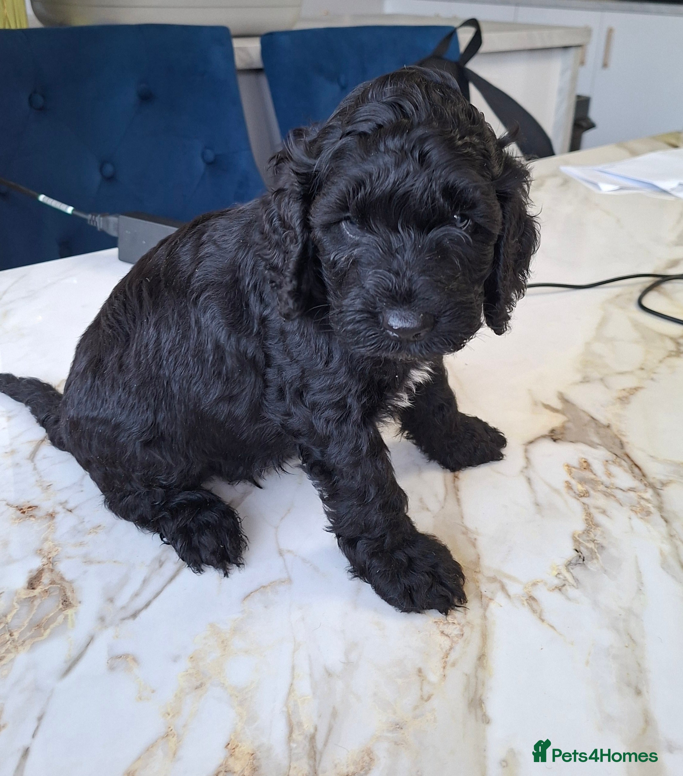 Cockapoo dogs Gorgeous Rainbow Litter of Teddy Bear Puppies! 🐾 - Advert 2