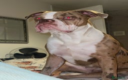 Alapaha Blue Blood Bulldog dogs for sale: Bonnie - Advert 2