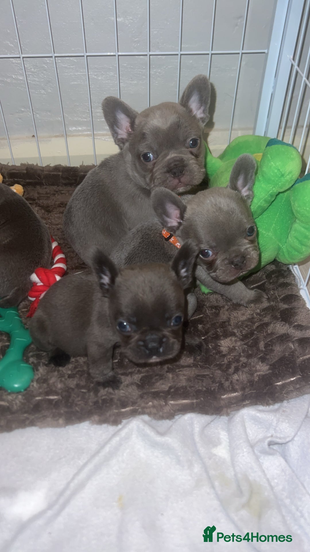 French Bulldog dogs for sale: French bulldog puppies - Advert 9