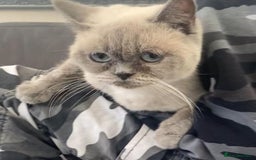 British Shorthair cats for sale: GCCF BritishShortHair 4 girlcats active registered - Image 5