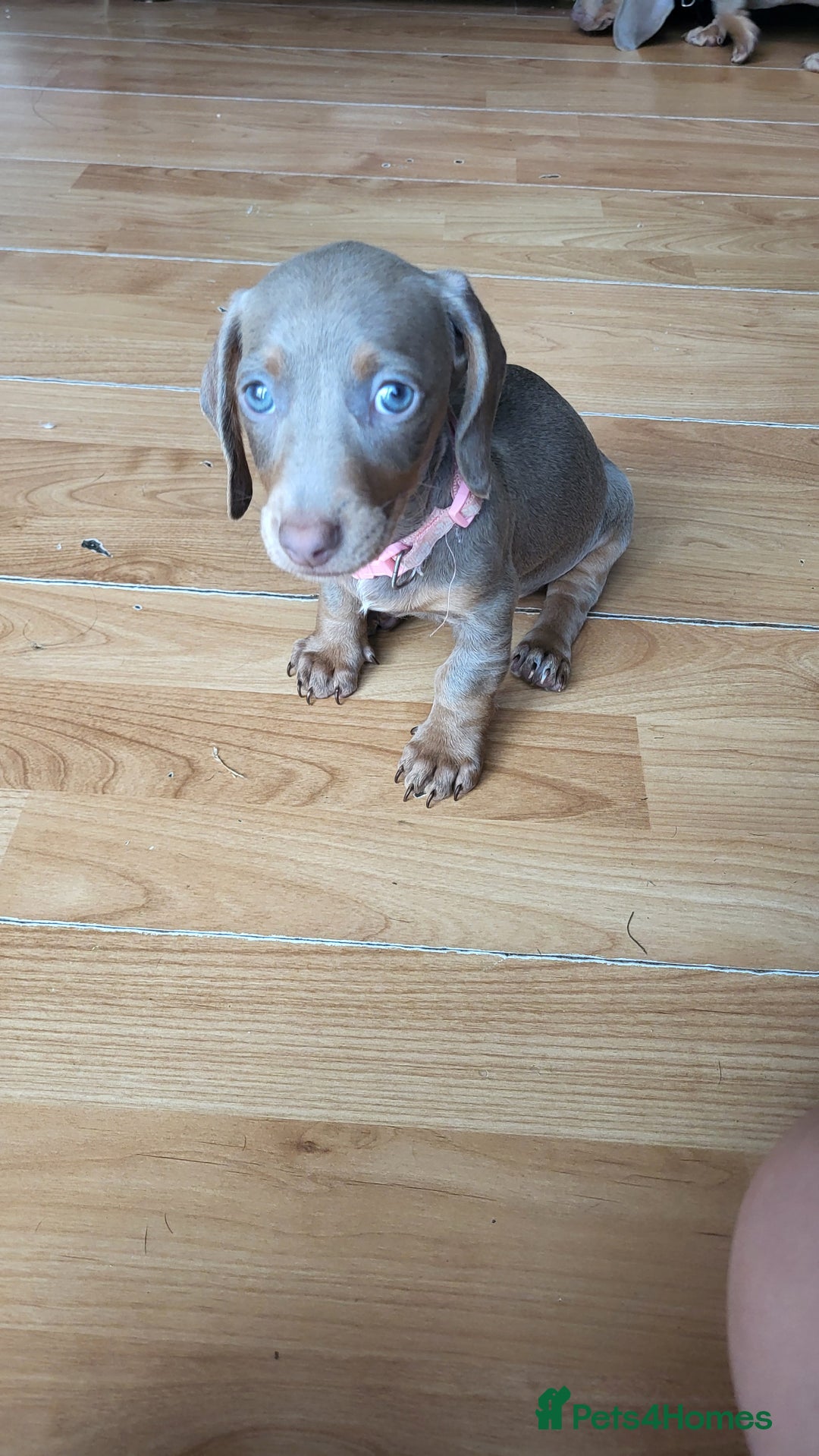 Dachshund dogs for sale: Isabella dachshund puppies for sale! - Image 15