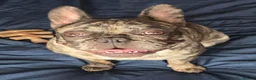 French Bulldog dogs for sale: Lovely boy french bulldog  - Advert 3
