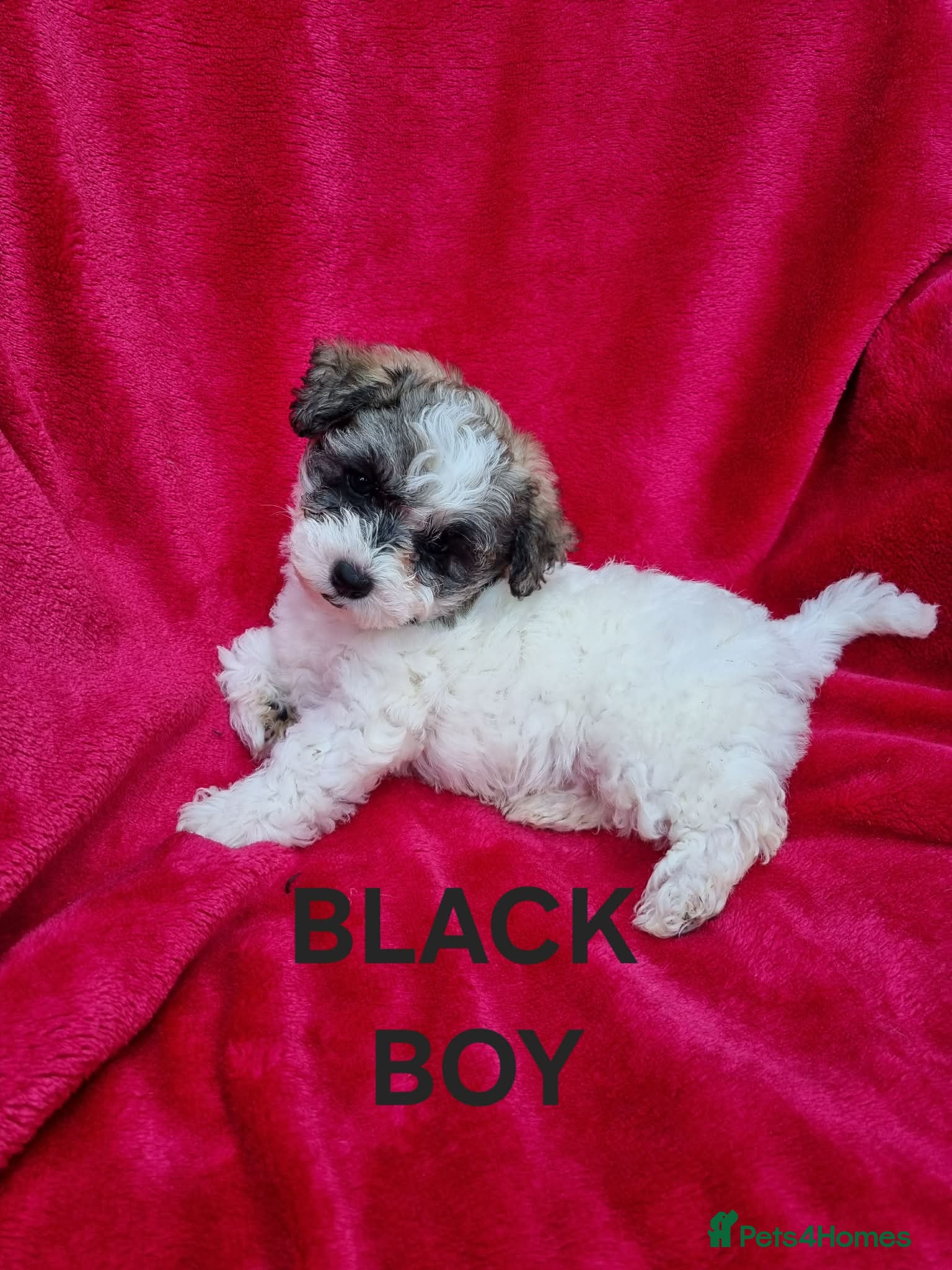 Bichon Frise dogs Bichon puppies for sale - Advert 6