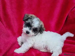 Mixed Breed dogs Bichon puppies for sale - Advert 1
