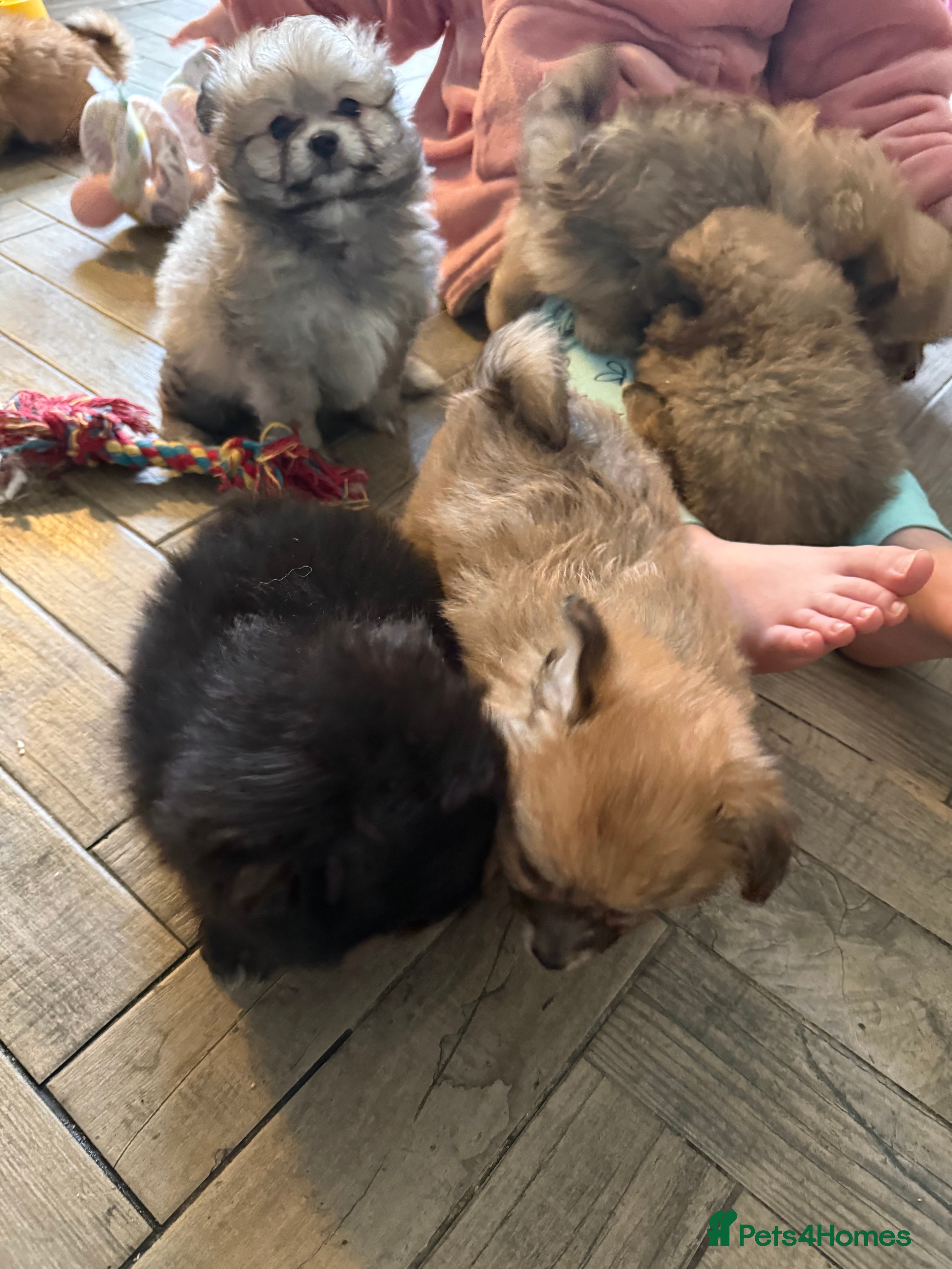 Mixed Breed dogs REDUCED Shihtzu x Pomeranian health checked  - Advert 1