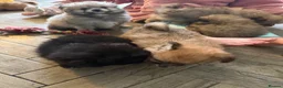 Mixed Breed dogs for sale: Exceptional Pomeranian x Shihtzu  champion lines  - Advert 9