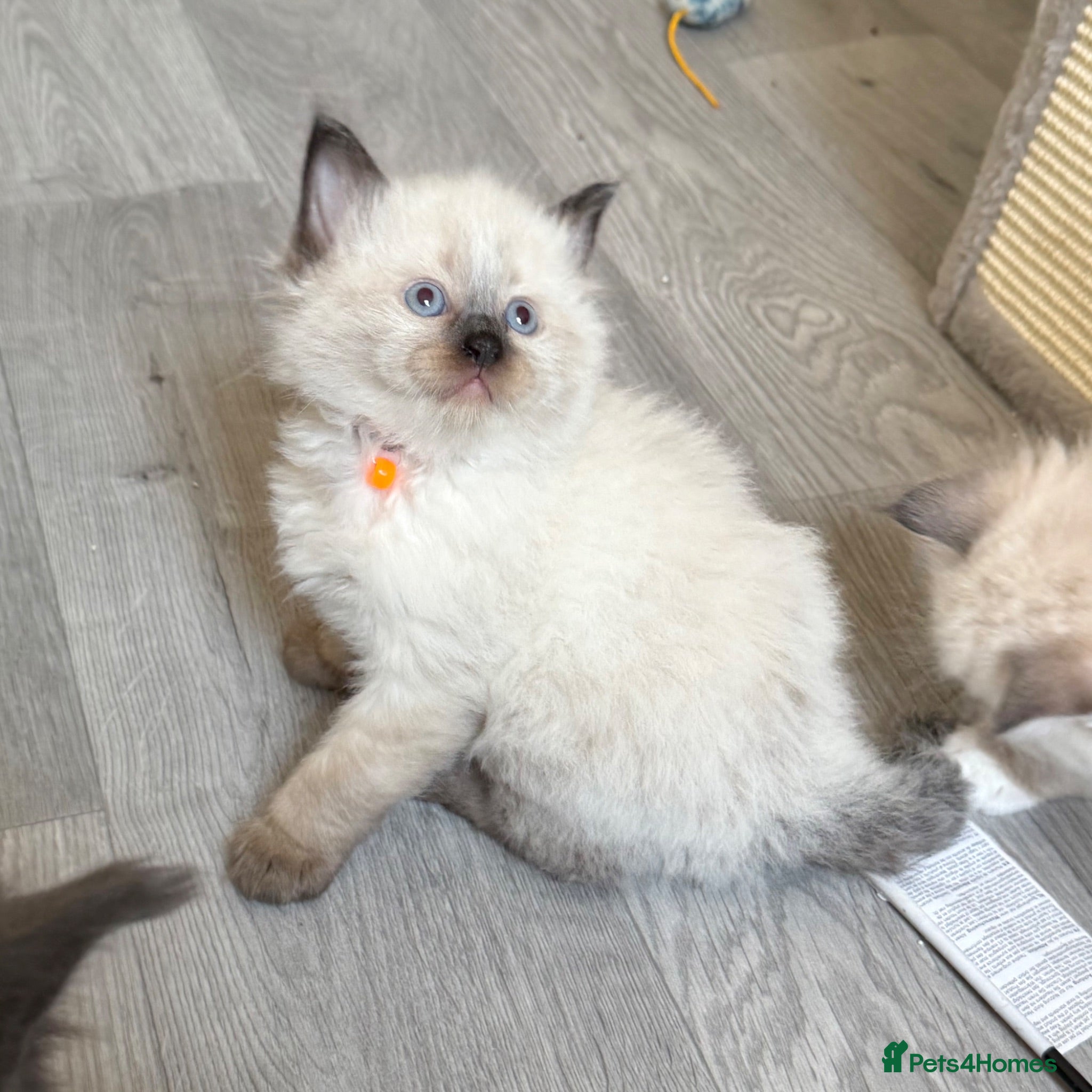 Ragdoll cats 4 Left - TICA Registered - Affectionate, Gentle - Advert 1