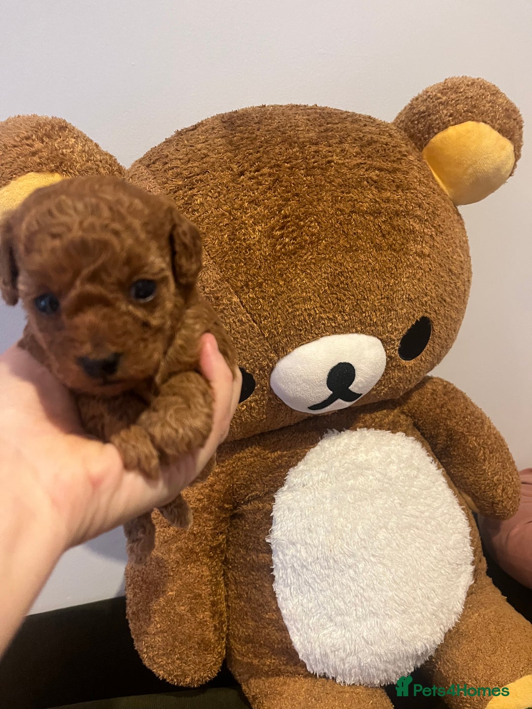 Toy Poodle dogs for sale: Teddy bear red asian/toy poodle puppies 🧸  - Advert 24