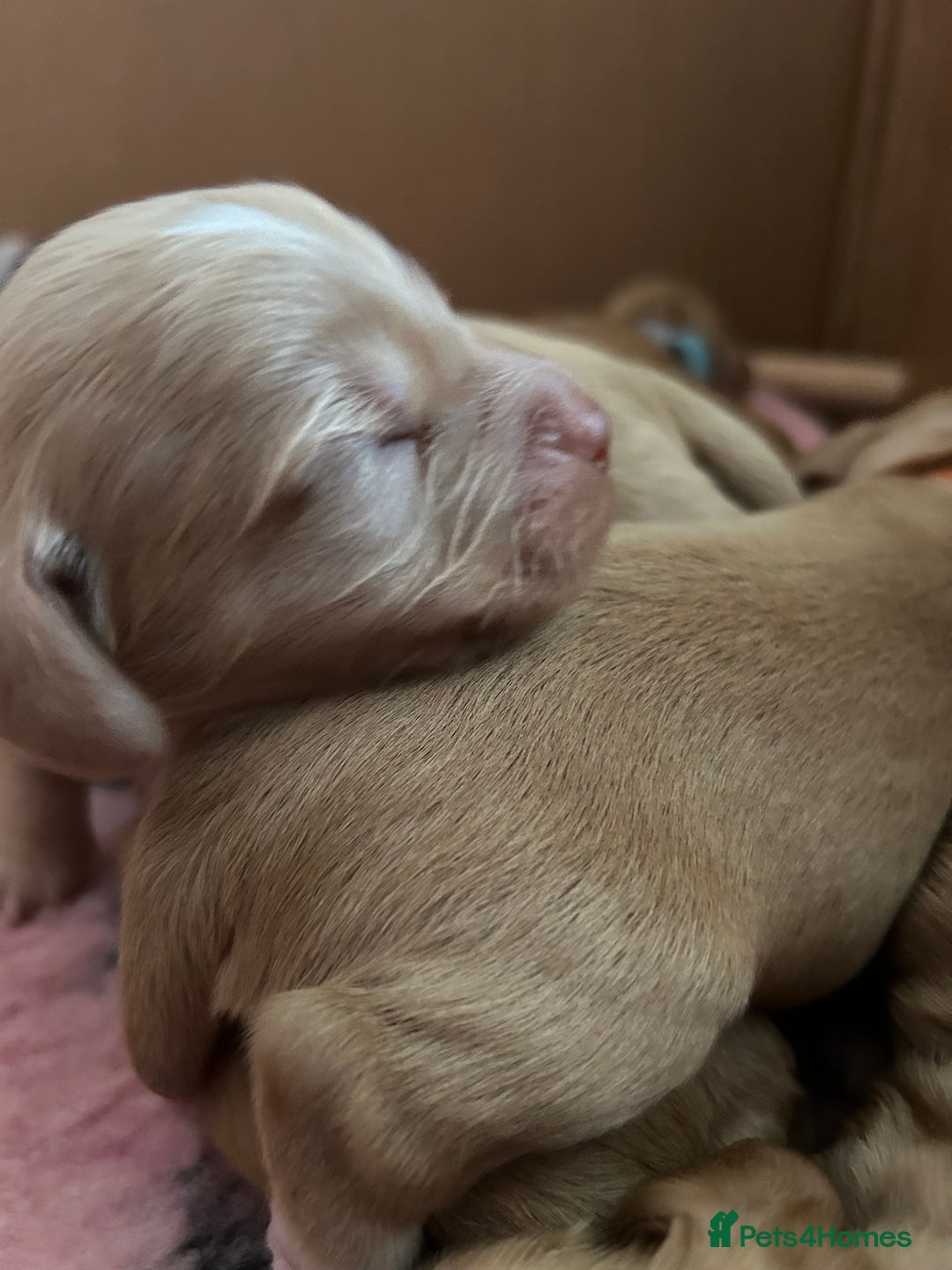 Cocker Spaniel dogs for sale: Working Cocker spaniel puppies - Image 2