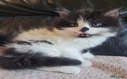 Turkish Angora cats for sale: Pure Turkish Angora - Image 5