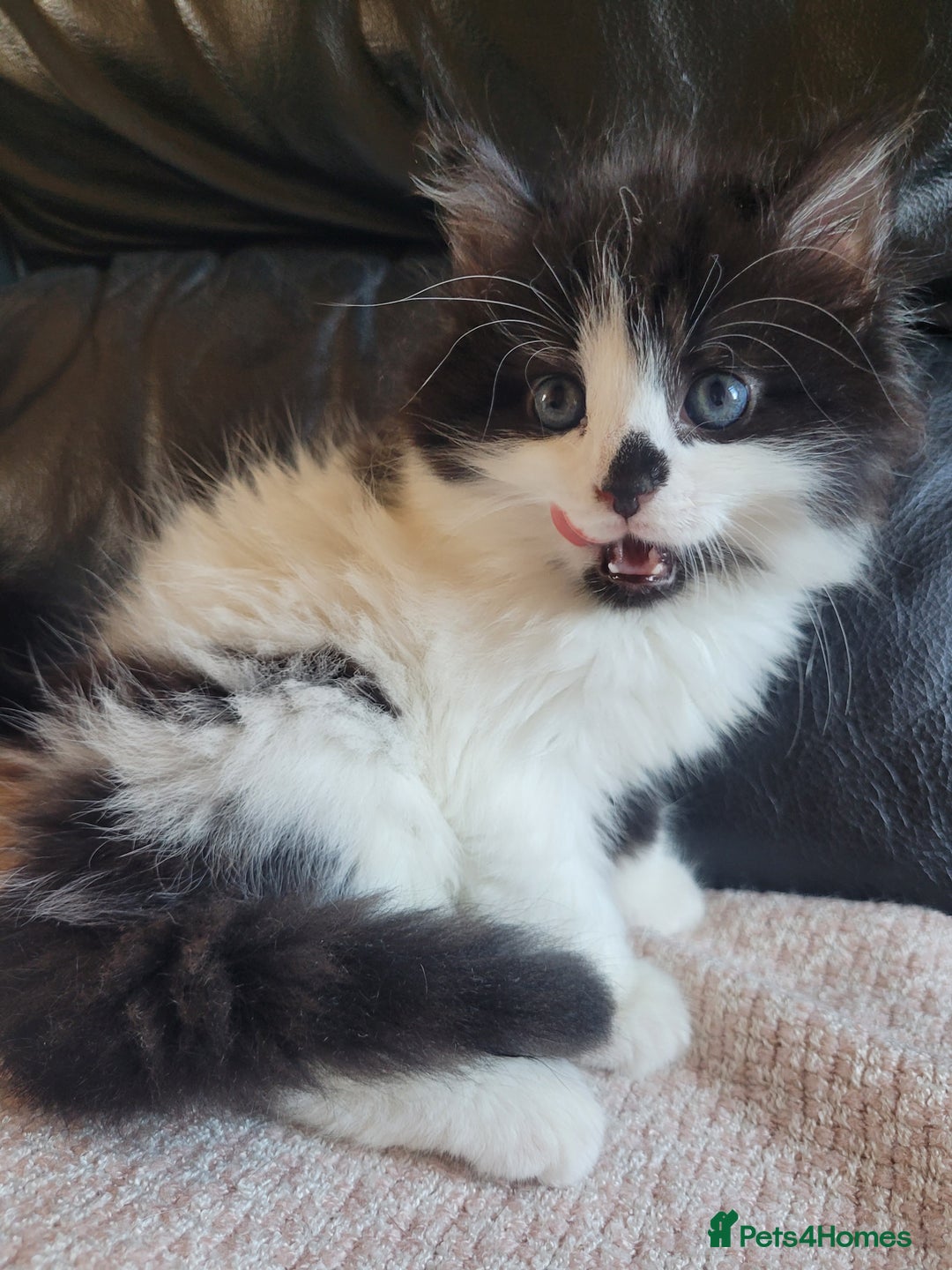 Turkish Angora cats for sale: Pure Turkish Angora - Image 5