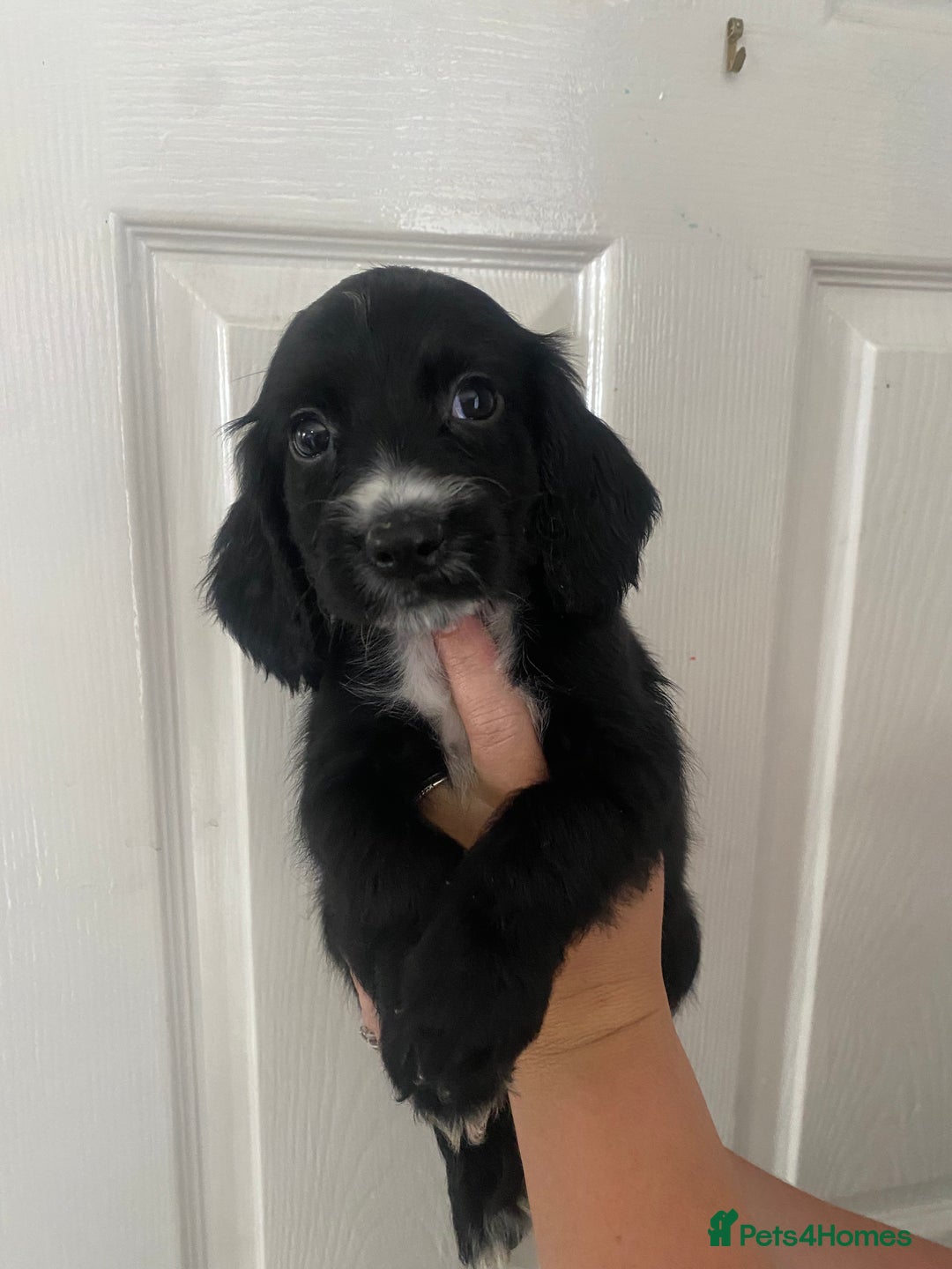 Cocker Spaniel dogs for sale: Merl cocker spaniel puppies  - Image 11